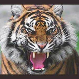 Mad Masters Roaring Tiger Wall Painting with 1 Piece Wooden FrameWall decorative items for living room Bedroom Home And OFFICE | Wall hangings with frame for home decorations and Home decor | Special Occasion gifts | Best match with Home furniture